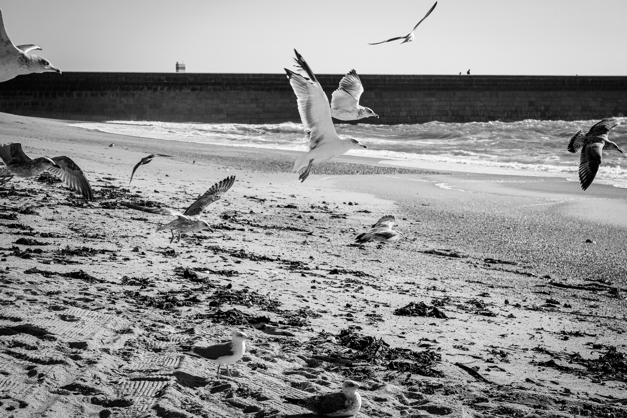 black and white Photography Beach