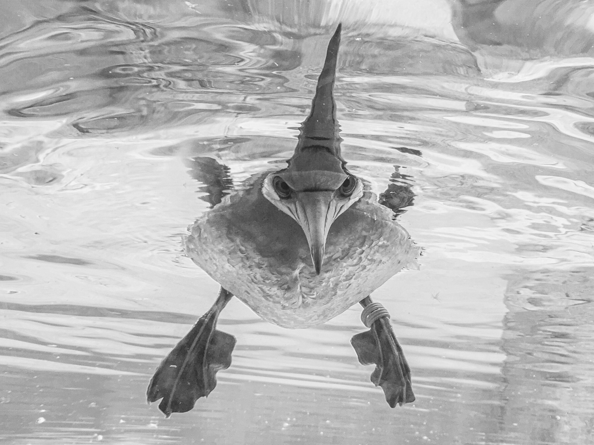 black and white Photography Swimming Bird