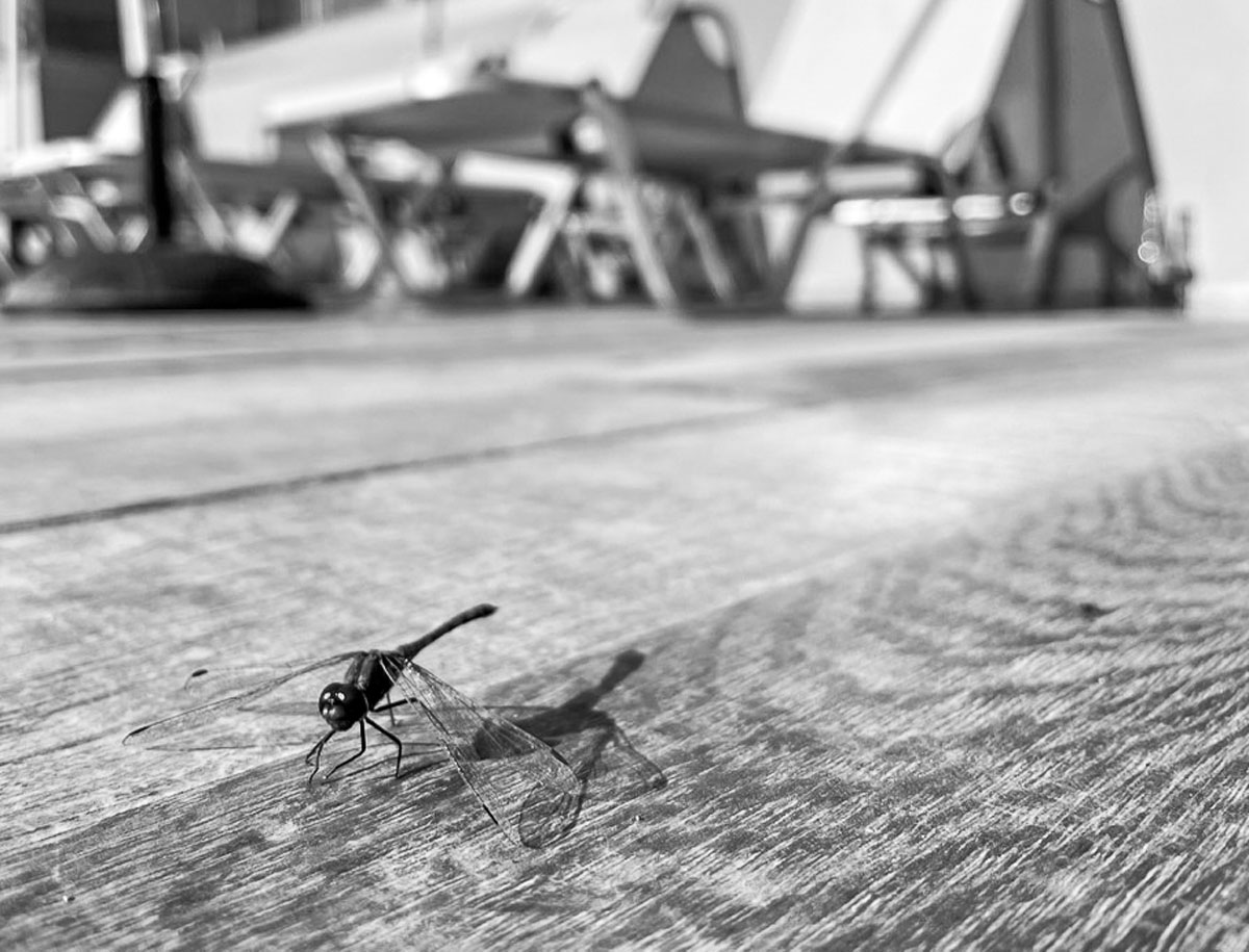 black and white Photography Dragonfly
